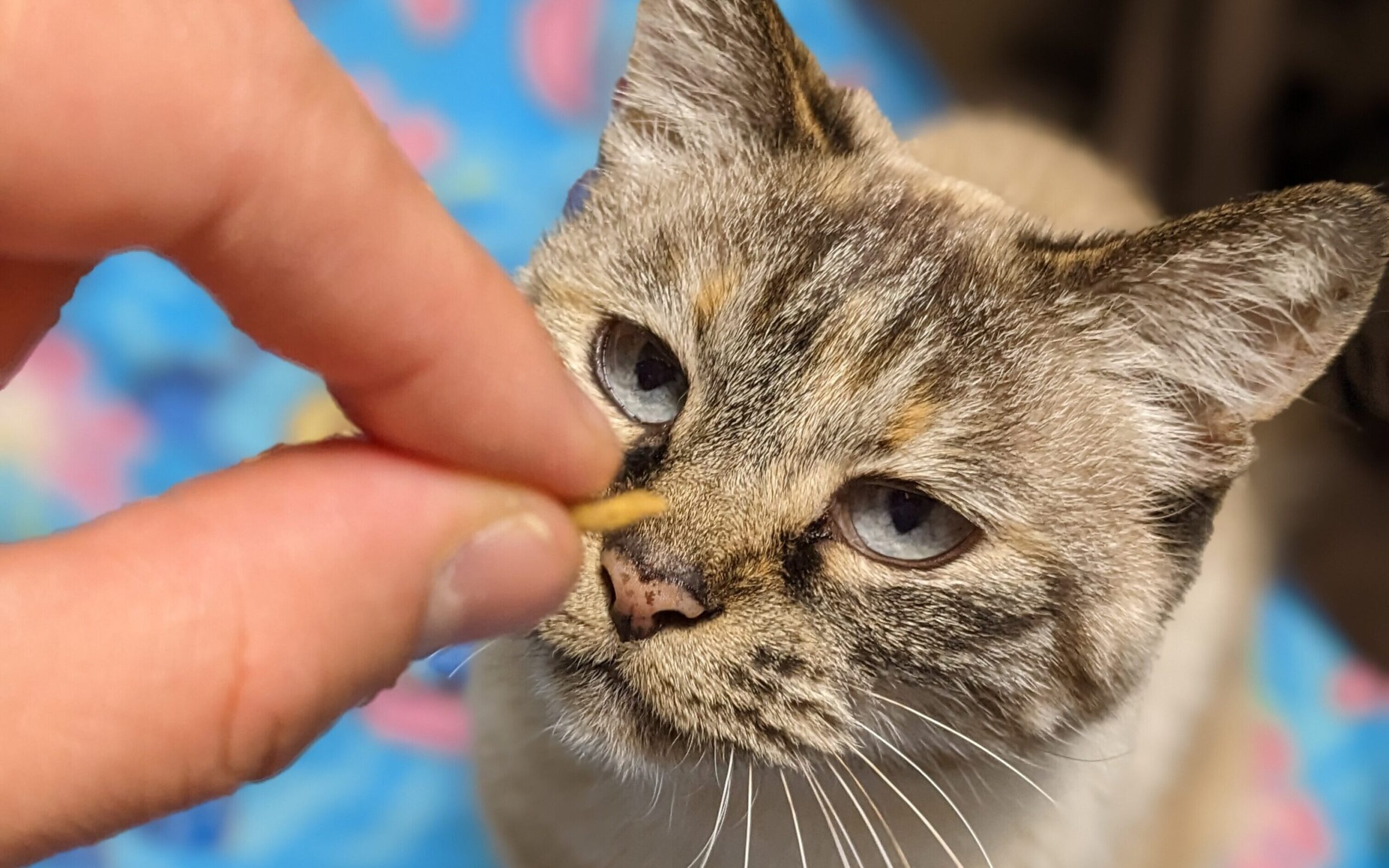 猫ごはん「